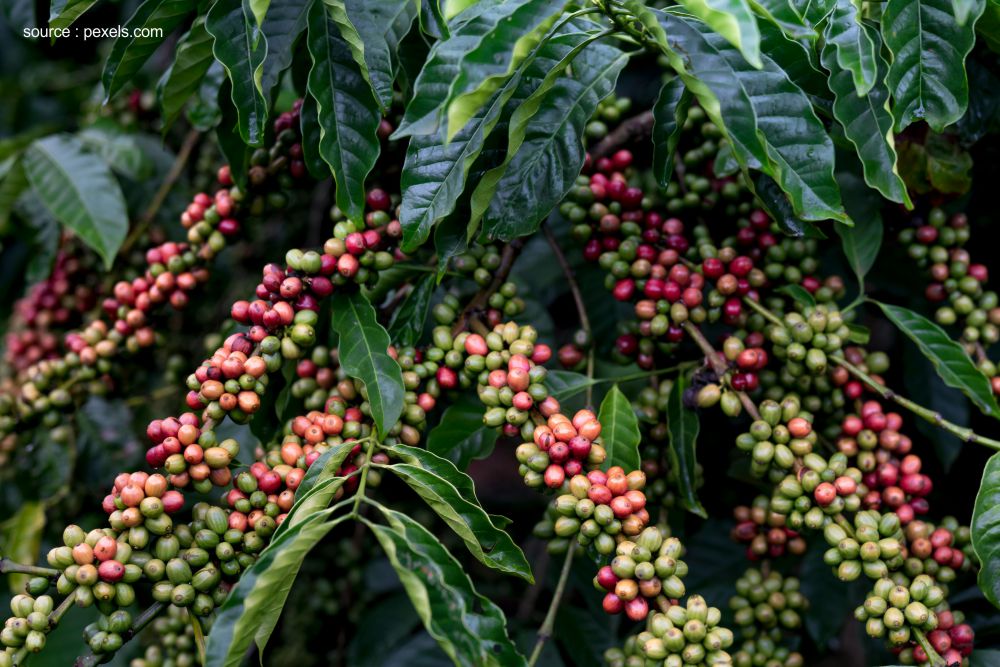 kopi robusta tuban